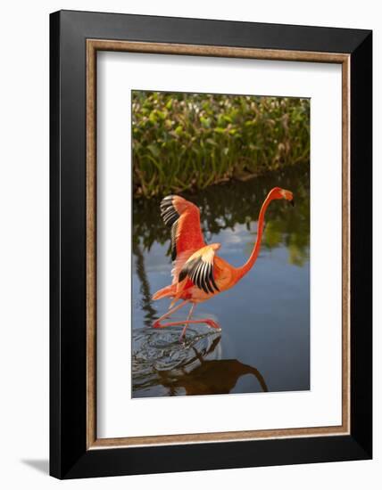 Pink Flamingo, Bavaro, Higuey, Punta Cana, Dominican Republic-Lisa S. Engelbrecht-Framed Photographic Print