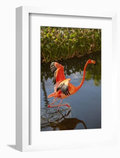 Pink Flamingo, Bavaro, Higuey, Punta Cana, Dominican Republic-Lisa S. Engelbrecht-Framed Photographic Print