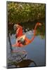 Pink Flamingo, Bavaro, Higuey, Punta Cana, Dominican Republic-Lisa S. Engelbrecht-Mounted Photographic Print