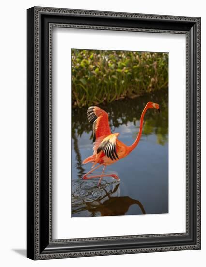 Pink Flamingo, Bavaro, Higuey, Punta Cana, Dominican Republic-Lisa S. Engelbrecht-Framed Photographic Print