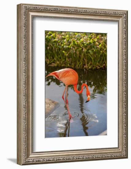 Pink Flamingo, Bavaro, Higuey, Punta Cana, Dominican Republic-Lisa S. Engelbrecht-Framed Photographic Print