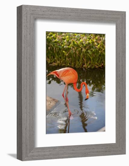 Pink Flamingo, Bavaro, Higuey, Punta Cana, Dominican Republic-Lisa S. Engelbrecht-Framed Photographic Print