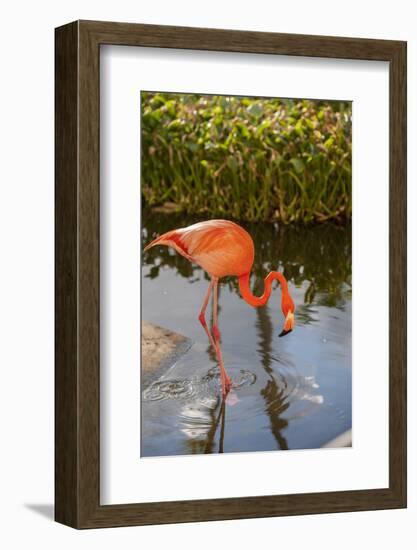 Pink Flamingo, Bavaro, Higuey, Punta Cana, Dominican Republic-Lisa S. Engelbrecht-Framed Photographic Print