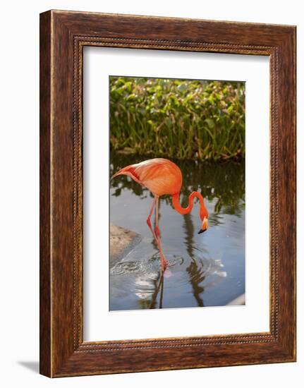 Pink Flamingo, Bavaro, Higuey, Punta Cana, Dominican Republic-Lisa S. Engelbrecht-Framed Photographic Print