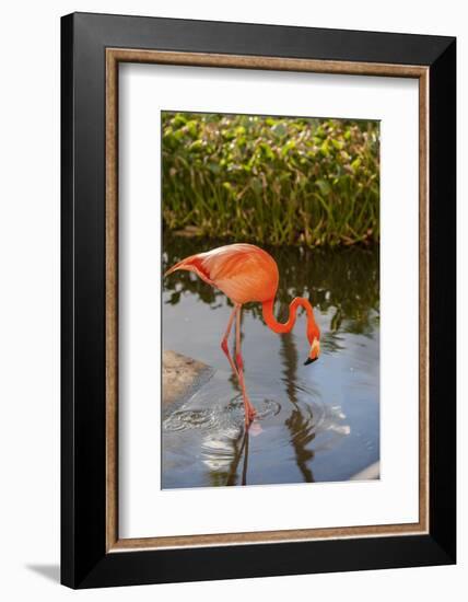 Pink Flamingo, Bavaro, Higuey, Punta Cana, Dominican Republic-Lisa S. Engelbrecht-Framed Photographic Print