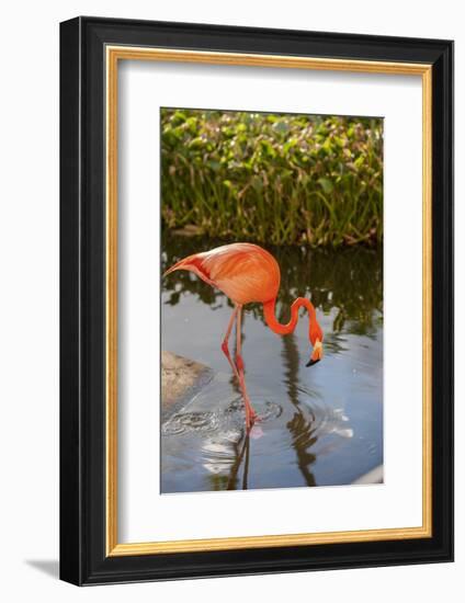 Pink Flamingo, Bavaro, Higuey, Punta Cana, Dominican Republic-Lisa S. Engelbrecht-Framed Photographic Print