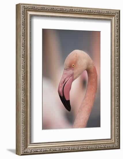 Pink Flamingo, Camargue, France, Europe-Janette Hill-Framed Photographic Print