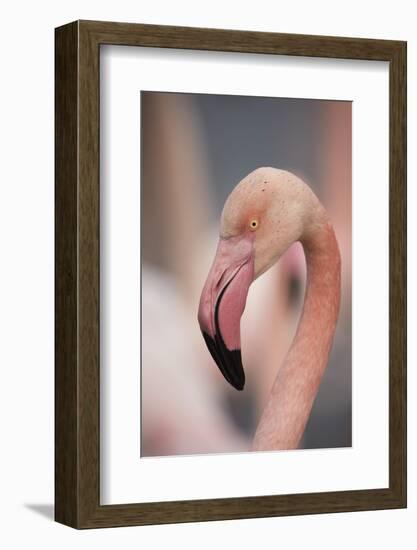 Pink Flamingo, Camargue, France, Europe-Janette Hill-Framed Photographic Print