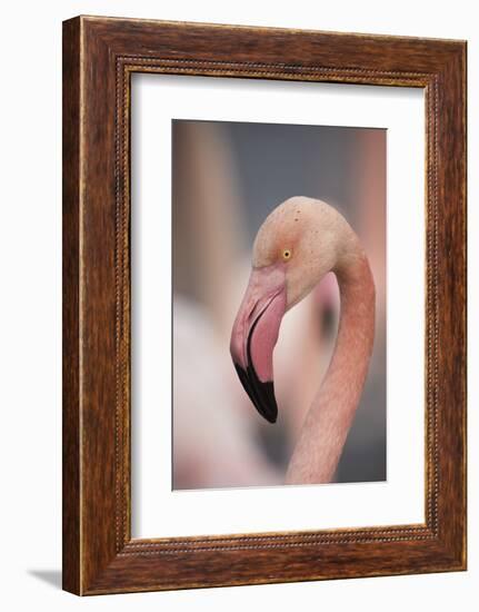 Pink Flamingo, Camargue, France, Europe-Janette Hill-Framed Photographic Print