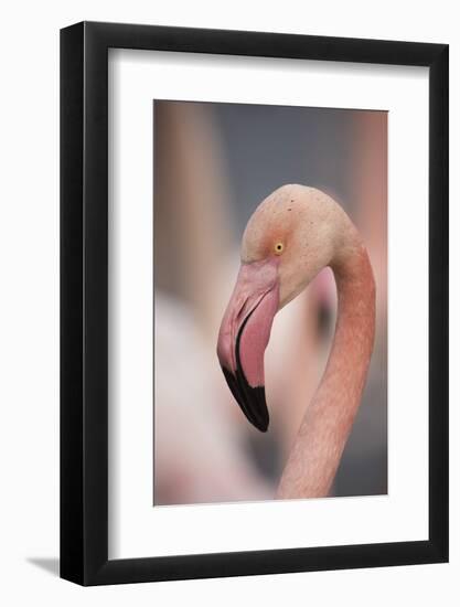 Pink Flamingo, Camargue, France, Europe-Janette Hill-Framed Photographic Print