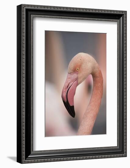 Pink Flamingo, Camargue, France, Europe-Janette Hill-Framed Photographic Print