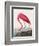 Pink Flamingo Ii from Birds of America (1827)-John James Audubon-Framed Giclee Print