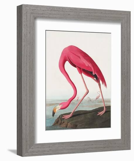 Pink Flamingo Ii from Birds of America (1827)-John James Audubon-Framed Giclee Print