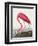 Pink Flamingo Ii from Birds of America (1827)-John James Audubon-Framed Giclee Print