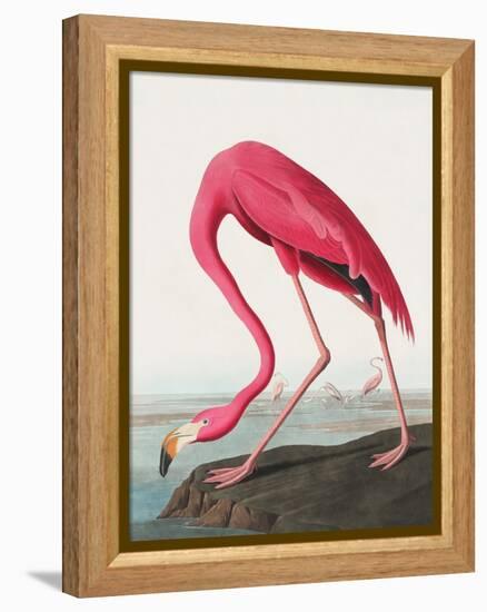 Pink Flamingo Ii from Birds of America (1827)-John James Audubon-Framed Premier Image Canvas