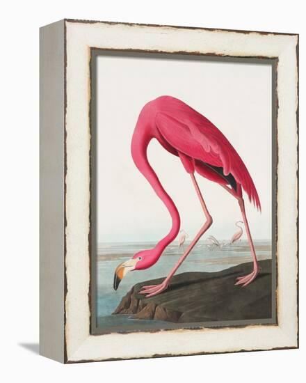 Pink Flamingo Ii from Birds of America (1827)-John James Audubon-Framed Premier Image Canvas