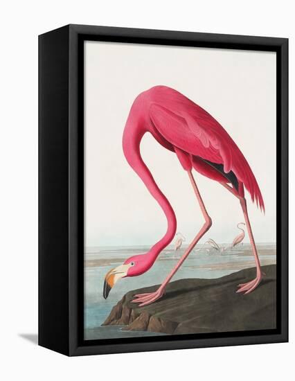 Pink Flamingo Ii from Birds of America (1827)-John James Audubon-Framed Premier Image Canvas