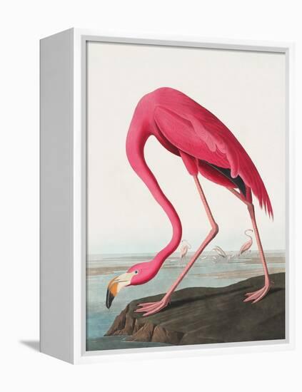 Pink Flamingo Ii from Birds of America (1827)-John James Audubon-Framed Premier Image Canvas