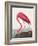 Pink Flamingo Ii from Birds of America (1827)-John James Audubon-Framed Giclee Print