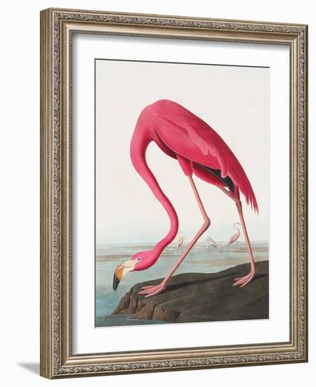 Pink Flamingo Ii from Birds of America (1827)-John James Audubon-Framed Giclee Print