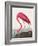 Pink Flamingo Ii from Birds of America (1827)-John James Audubon-Framed Giclee Print
