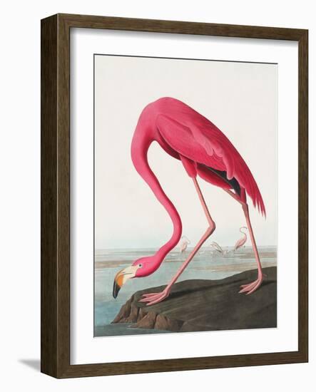 Pink Flamingo Ii from Birds of America (1827)-John James Audubon-Framed Giclee Print