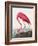 Pink Flamingo Ii from Birds of America (1827)-John James Audubon-Framed Giclee Print