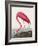 Pink Flamingo Ii from Birds of America (1827)-John James Audubon-Framed Giclee Print