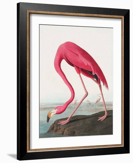 Pink Flamingo Ii from Birds of America (1827)-John James Audubon-Framed Giclee Print