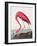 Pink Flamingo Ii from Birds of America (1827)-John James Audubon-Framed Giclee Print