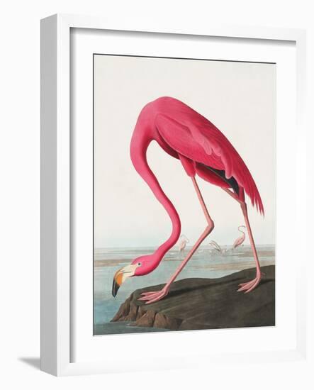 Pink Flamingo Ii from Birds of America (1827)-John James Audubon-Framed Giclee Print