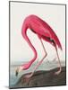 Pink Flamingo Ii from Birds of America (1827)-John James Audubon-Mounted Giclee Print