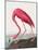 Pink Flamingo Ii from Birds of America (1827)-John James Audubon-Mounted Giclee Print