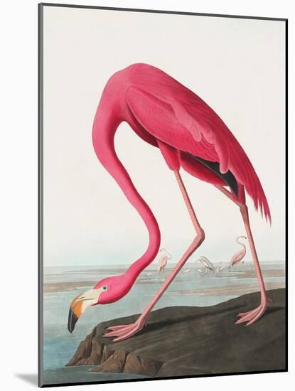 Pink Flamingo Ii from Birds of America (1827)-John James Audubon-Mounted Giclee Print