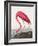 Pink Flamingo Ii from Birds of America (1827)-John James Audubon-Framed Giclee Print
