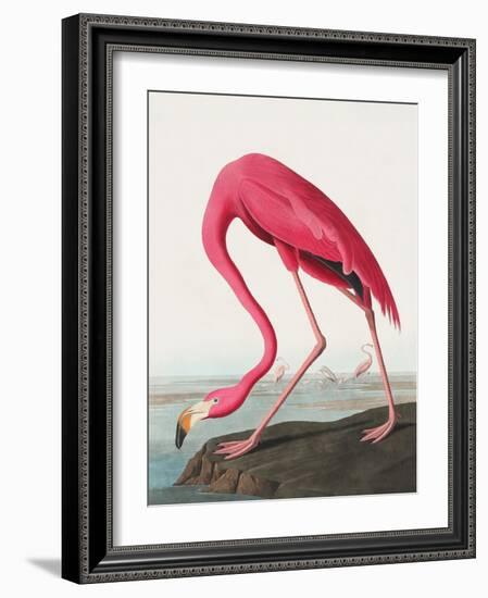 Pink Flamingo Ii from Birds of America (1827)-John James Audubon-Framed Giclee Print