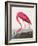 Pink Flamingo Ii from Birds of America (1827)-John James Audubon-Framed Giclee Print