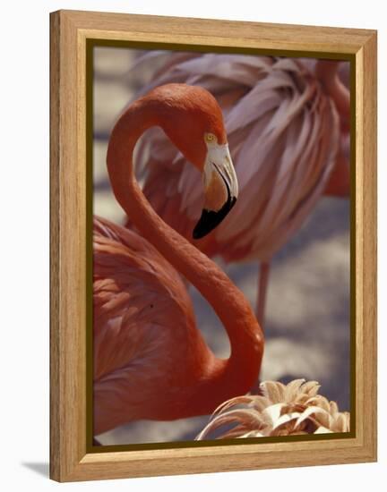 Pink Flamingo in Ardastra Gardens and Zoo, Bahamas, Caribbean-Greg Johnston-Framed Premier Image Canvas