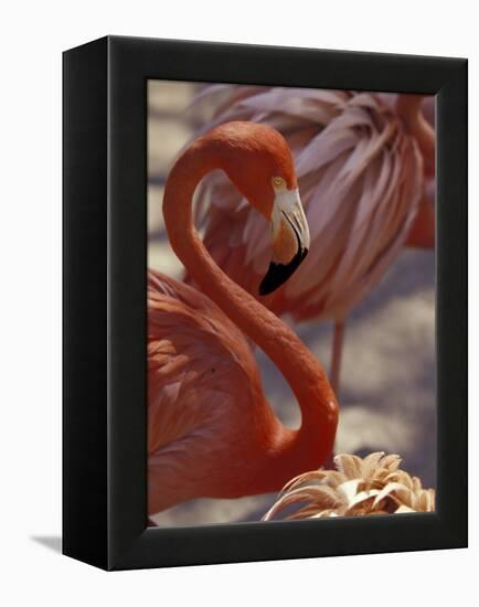 Pink Flamingo in Ardastra Gardens and Zoo, Bahamas, Caribbean-Greg Johnston-Framed Premier Image Canvas