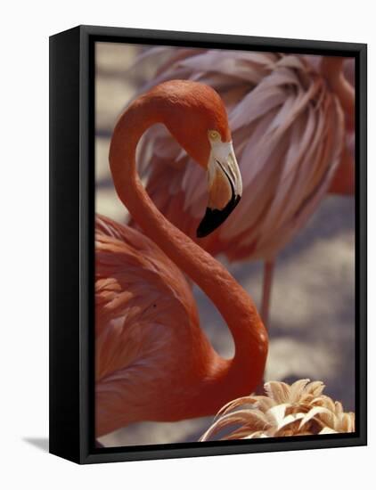 Pink Flamingo in Ardastra Gardens and Zoo, Bahamas, Caribbean-Greg Johnston-Framed Premier Image Canvas