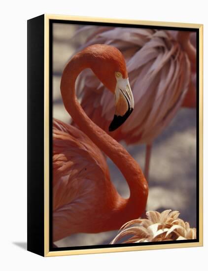 Pink Flamingo in Ardastra Gardens and Zoo, Bahamas, Caribbean-Greg Johnston-Framed Premier Image Canvas