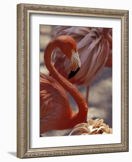 Pink Flamingo in Ardastra Gardens and Zoo, Bahamas, Caribbean-Greg Johnston-Framed Photographic Print