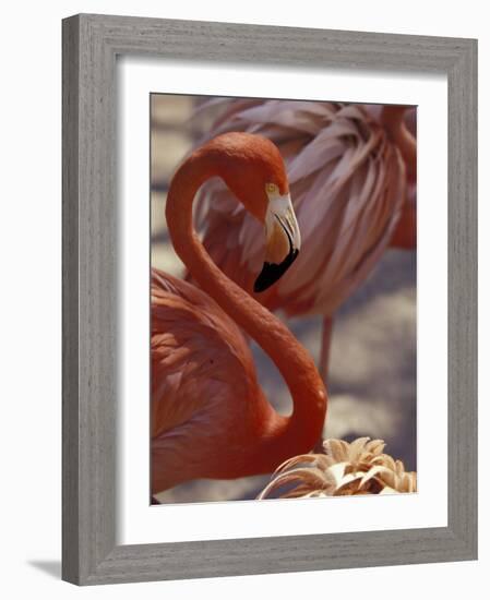 Pink Flamingo in Ardastra Gardens and Zoo, Bahamas, Caribbean-Greg Johnston-Framed Photographic Print