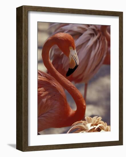 Pink Flamingo in Ardastra Gardens and Zoo, Bahamas, Caribbean-Greg Johnston-Framed Photographic Print