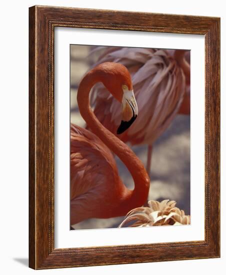 Pink Flamingo in Ardastra Gardens and Zoo, Bahamas, Caribbean-Greg Johnston-Framed Photographic Print