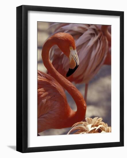Pink Flamingo in Ardastra Gardens and Zoo, Bahamas, Caribbean-Greg Johnston-Framed Photographic Print