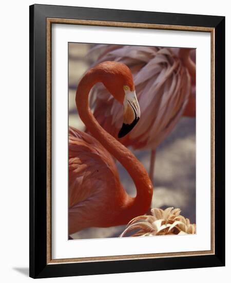 Pink Flamingo in Ardastra Gardens and Zoo, Bahamas, Caribbean-Greg Johnston-Framed Photographic Print