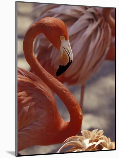 Pink Flamingo in Ardastra Gardens and Zoo, Bahamas, Caribbean-Greg Johnston-Mounted Photographic Print