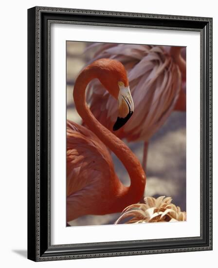 Pink Flamingo in Ardastra Gardens and Zoo, Bahamas, Caribbean-Greg Johnston-Framed Photographic Print