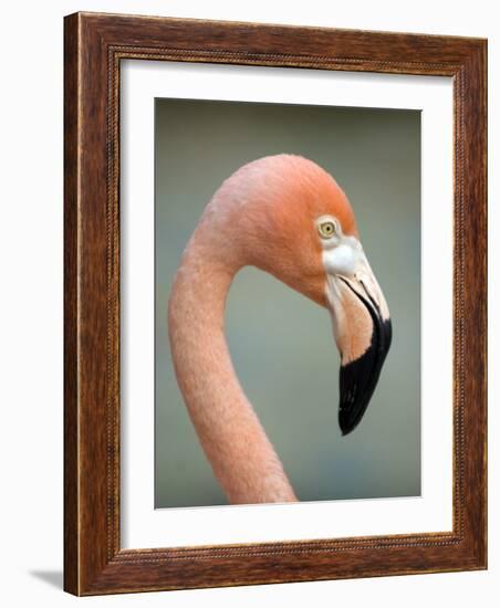 Pink Flamingo in Curacao, Netherlands Antilles, Caribbean, Central America-DeFreitas Michael-Framed Photographic Print